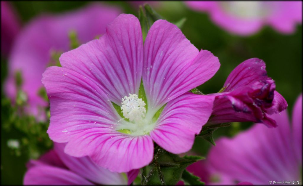 Malva punctata